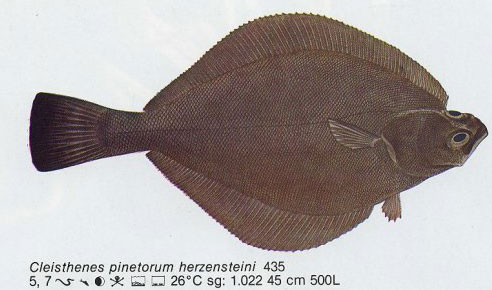 Cleisthenes pinetorum